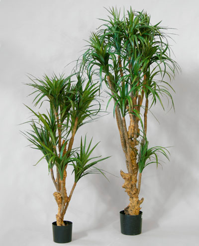76-140 Dracaena 140cm